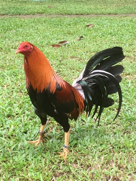ge mapalad gamefarm|Rear for Cutting and Gameness. When you are able to procure .